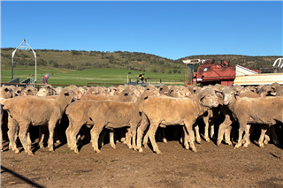 175 Store Wether Lambs (M&T Finlay)