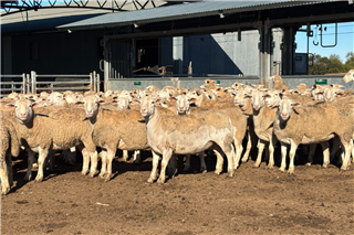 132 Future Breeder Ewe Lambs (EYRE ULTRA WHITES)