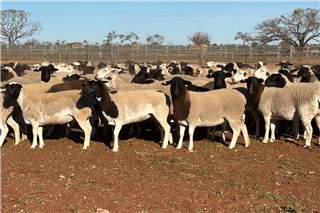 820 Station Mated Ewes (Pandurra Pastoral)