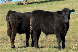 603 · 29 Weaned Steers (M & E FARDON)