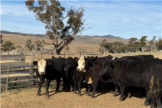 629 · 29 Weaned Heifers (J WALLACE & C MANSELL)