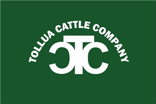 575 · 76 Weaned Steers (Tollua Cattle Co)