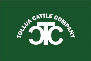 111 Yearling Steers (Tollua Cattle Co)