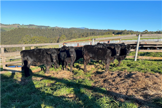 419 · 9 Weaned Heifers (GA&H Johnson)
