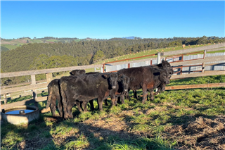 418 · 7 Weaned Steers (GA&H Johnson)