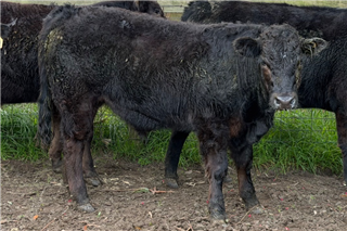 20 Feeder Steers (LJ & BK Malseed)