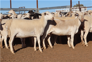109 · 615 Station Mated Ewes & 50 Lambs (S & P O’BRIEN)
