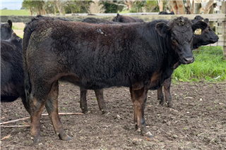 687 · 21 Feeder Heifers (LJ & BK Malseed)
