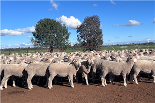 876 · 210 NSM Ewes (AJ & BJ O'CONNOR)
