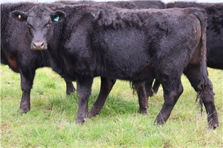 6 Steers (EDWARD LESTER)