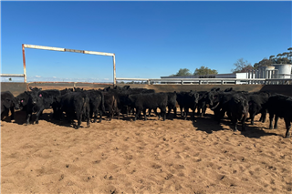 359 · 26 Weaned Steers (PD Pearce & ME Richards)