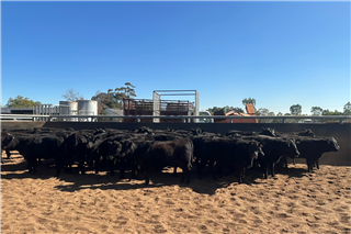 358 · 37 Weaned Heifers (PD Pearce & ME Richards)