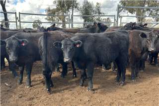 309 · 72 Weaned Steers (Karbullah Pastoral)