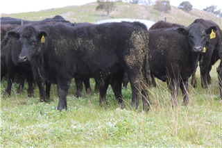 444 · 29 Weaned Steers (MOUNT HUGEL PTY LTD)