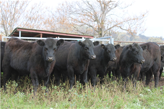 443 · 52 NSM Future Breeders (D.L CASEY & H.M ALKUMAA)
