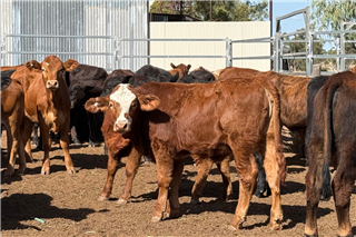 120 Weaned Heifers (Peter & Tracy Rose)