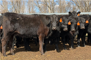 50 Weaned Heifers (OAK PARK TRUST)