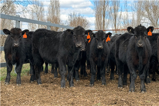 318 · 47 Weaned Steers (OAK PARK TRUST)